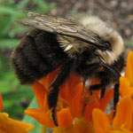 Bombus_impatiens