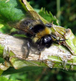 Bombus_terrestris