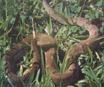Bothrops_insularis