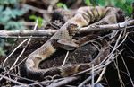 Bothrops_jararaca