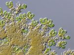 Botryococcus_braunii_Showa