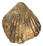 Brachiopod_sp__IRT_2002