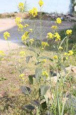 Brassica_juncea