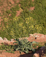 Brassica_oleracea