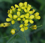 Brassica_rapa