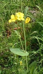 Brassica_rapa_subsp__campestris