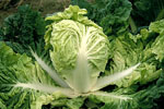 Brassica_rapa_subsp__pekinensis