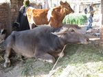 Bubalus_bubalis_breed_Egyptian_buffalo