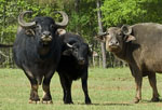 Bubalus_bubalis_breed_swamp_buffalo