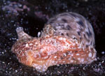 Bulla_gouldiana