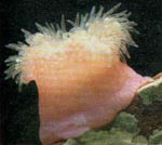 Bunodactis_verrucosa