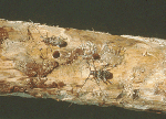 Bursaphelenchus_mucronatus