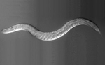 Caenorhabditis_elegans