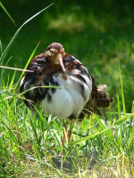 Calidris_pugnax