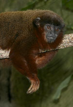 Callicebus_moloch