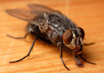 Calliphora_vicina