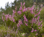 Calluna_vulgaris