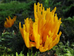 Calocera_viscosa_TUFC12733