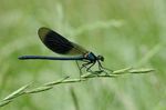 Calopteryx_splendens