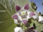 Calotropis_procera