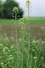 Camelina_sativa