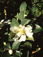 Camellia_oleifera