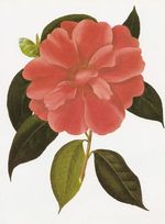 Camellia_reticulata