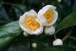 Camellia_taliensis