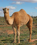 Camelus_dromedarius_breed_Targui