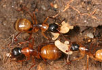 Camponotus_floridanus