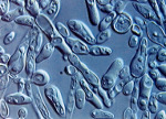 Candida_boidinii_Y01308