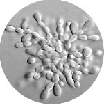 Candida_glabrata_CCTCC_M202019