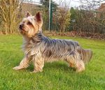 Canis_lupus_familiaris_breed_Yorkshire_terrier