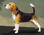 Canis_lupus_familiaris_breed_beagle