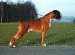 Canis_lupus_familiaris_breed_boxer