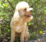 Canis_lupus_familiaris_breed_poodle