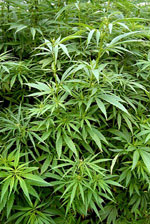 Cannabis_sativa_cultivar_Cannatonic