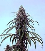 Cannabis_sativa_subsp__indica