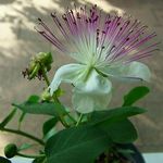 Capparis_spinosa