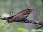 Caprimulgus_carolinensis