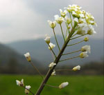 Capsella_grandiflora