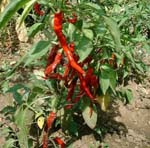 Capsicum_annuum_cultivar_CM334