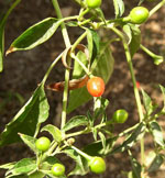 Capsicum_annuum_var__glabriusculum