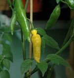 Capsicum_baccatum