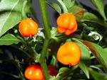 Capsicum_chinense