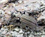 Carabus_granulatus