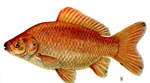 Carassius_auratus