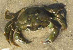 Carcinus_maenas