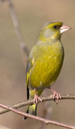 Carduelis_chloris