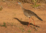 Cariama_cristata